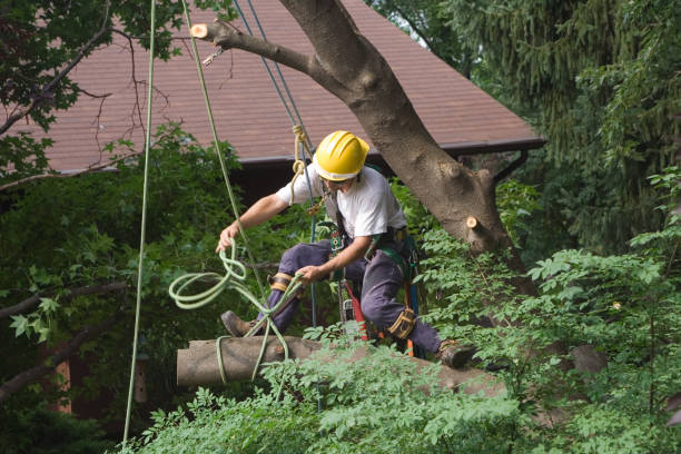 Best Hedge Trimming  in Madisonville, KY